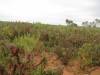  succulents and other nice flora in sturt np