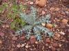  succulents and other nice flora in sturt np