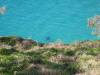  manta rays stradbroke