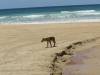  dingo pups