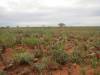  succulents and other nice flora in sturt np