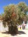  bottlebrush in longreach