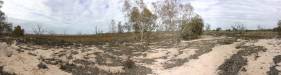  lake pinaroo - sturt tree walk