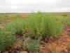  succulents and other nice flora in sturt np