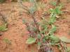  succulents and other nice flora in sturt np