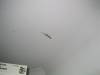  2005_01_23-gecko-on-ceiling.jpg 